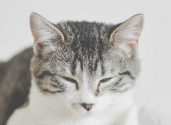 Cat Anesthesia: What Cat Owners Can Expect