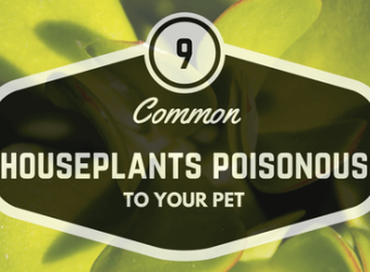 9 Common Houseplants Poisonous to Your Pet